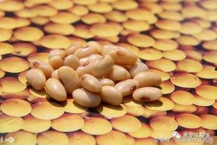 国产大豆的视频