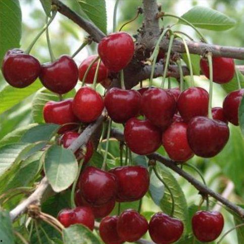 樱桃国产小果子图片视频,鲜甜滋味，尽享田园风情