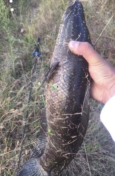 国产黑鱼怎么驯化的视频,视频揭秘驯化过程与技巧