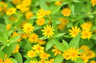 国产爆初菊视频,惊艳亮相，引领潮流的视觉盛宴