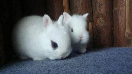 国产侏儒兔长大图片视频,从稚嫩到成熟的蜕变瞬间