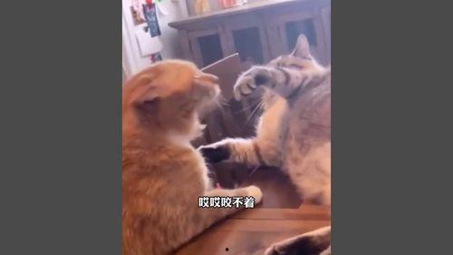 国产的小视频搞笑吗