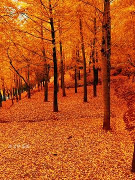 国产银杏视频,千年古树的新生篇章